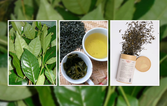 Trà Xanh Tươi vs Trà Xanh Khô – Nên Chọn Loại Nào?